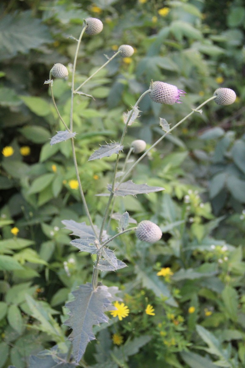 Cirsium buschianum