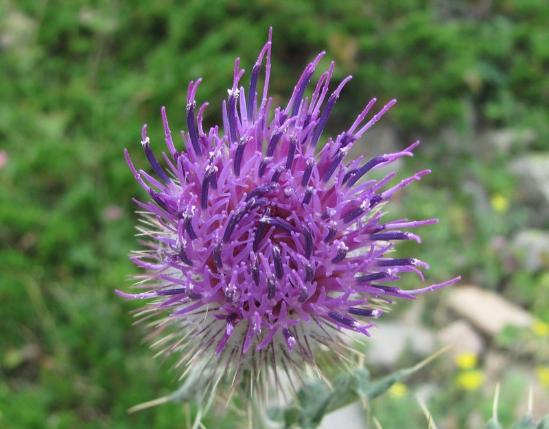 Cirsium buschianum photo 2