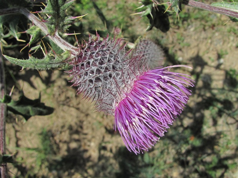 Cirsium buschianum photo 3
