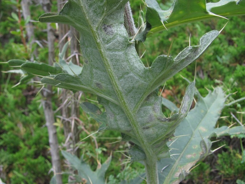 Cirsium buschianum photo 4