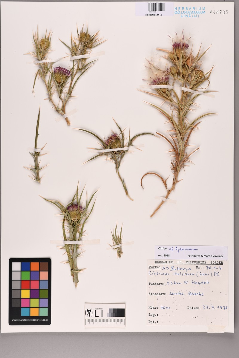 Cirsium byzantinum