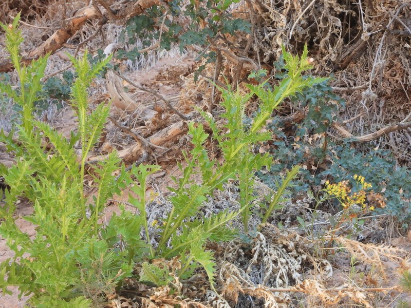 Cainville Thistle