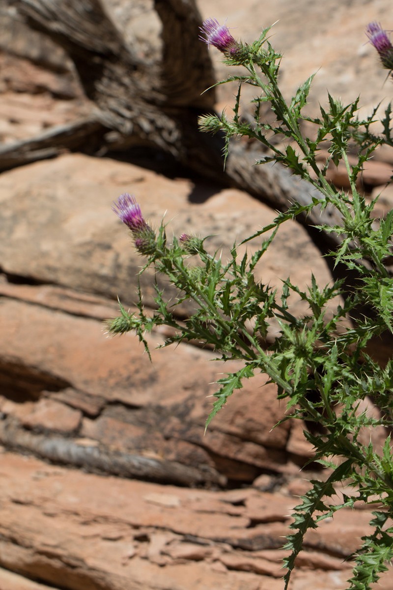 Cainville Thistle photo 2