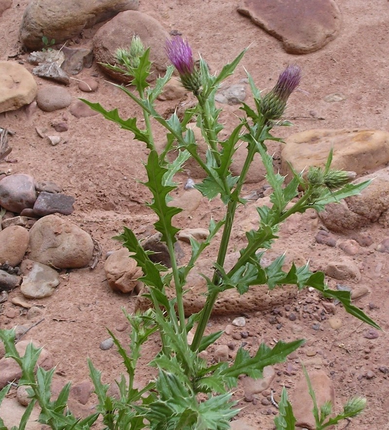 Cainville Thistle photo 3