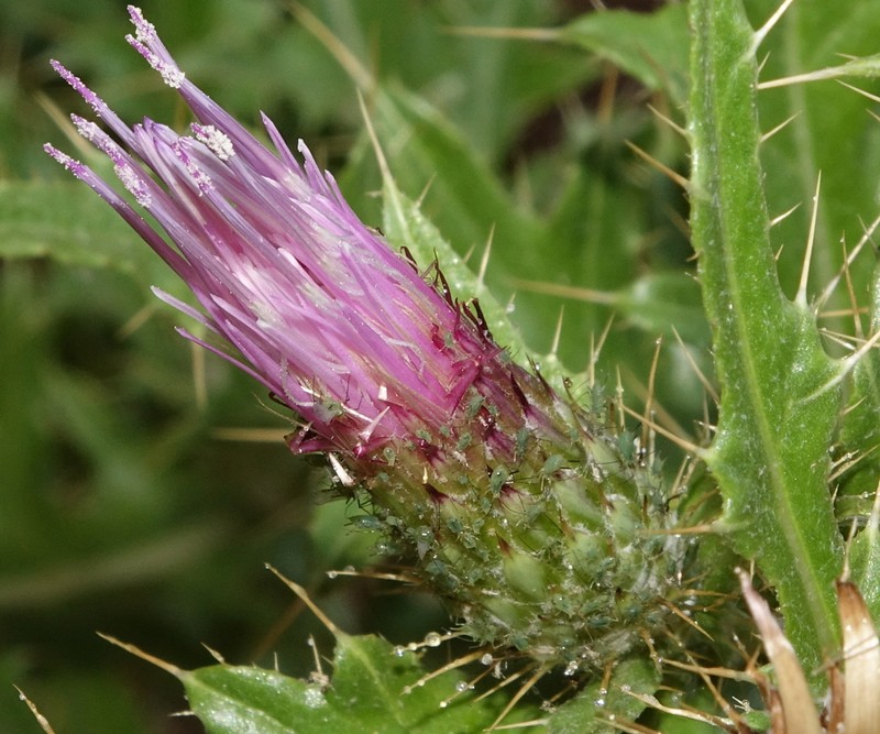 Cainville Thistle photo 4