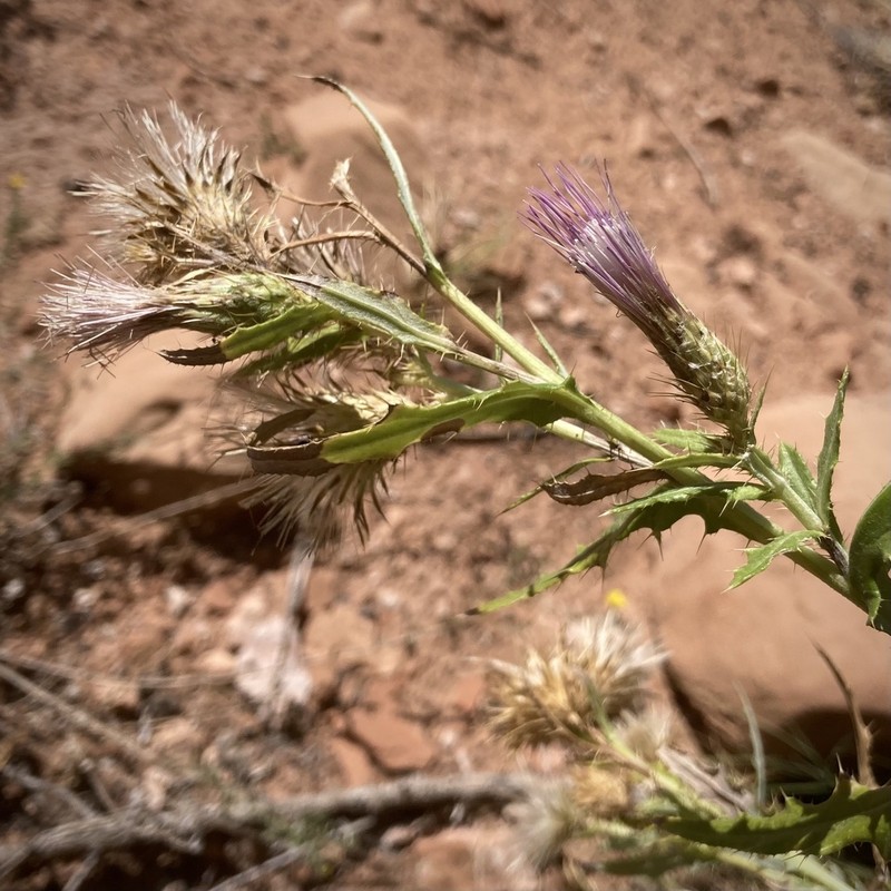 Cainville Thistle photo 6