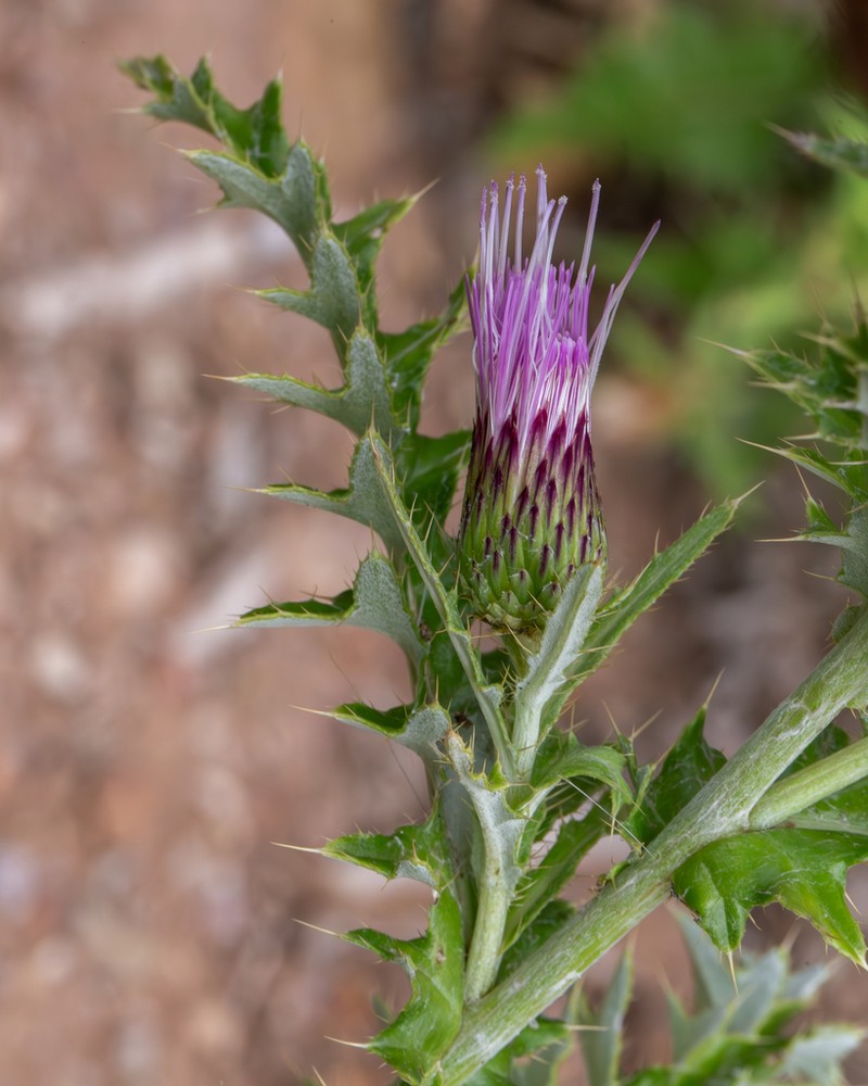 Cainville Thistle photo 7