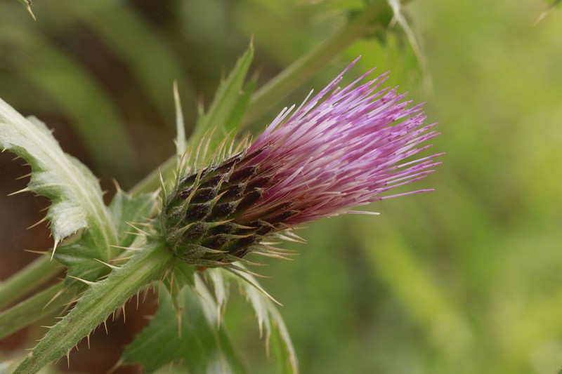 Cainville Thistle photo 8