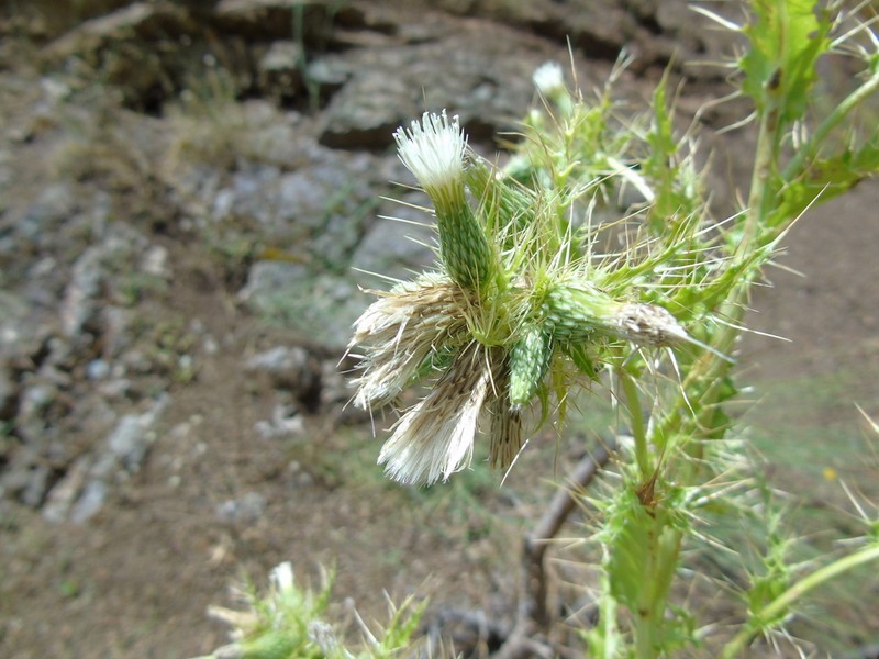 Cirsium candelabrum