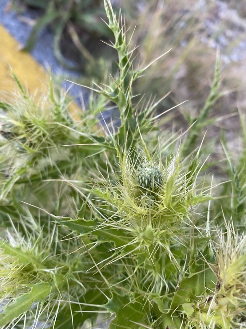 Cirsium candelabrum photo 2
