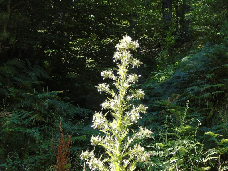 Cirsium candelabrum photo 3