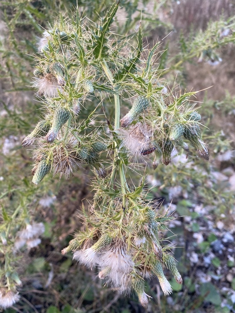 Cirsium candelabrum photo 6