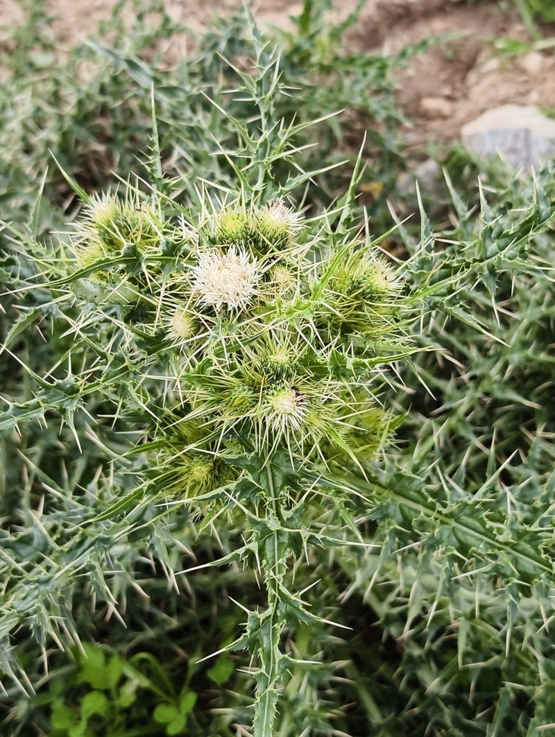 Cirsium candelabrum photo 7