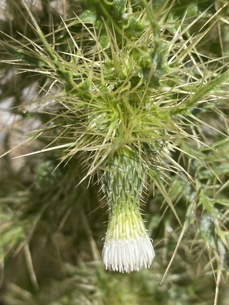 Cirsium candelabrum photo 8