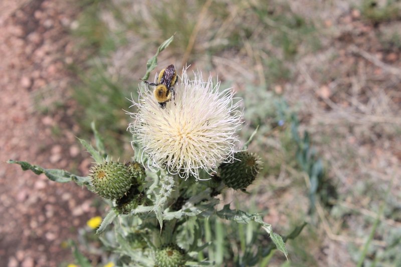 Prairie Thistle