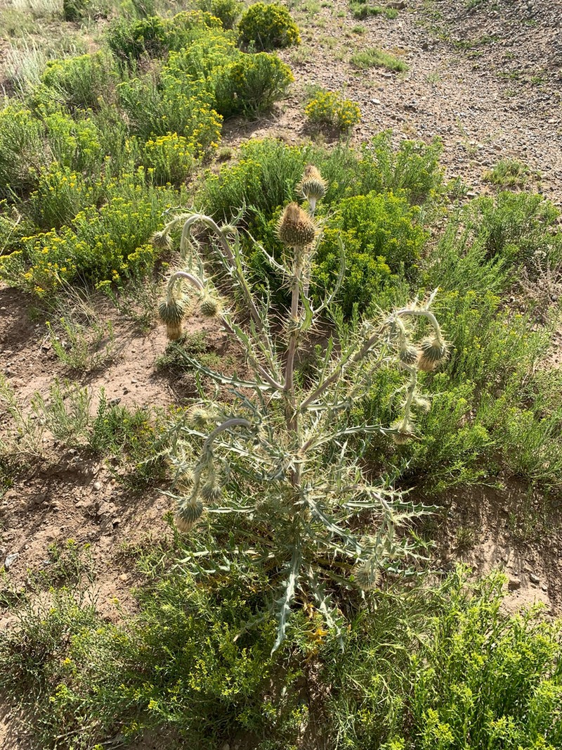 Prairie Thistle