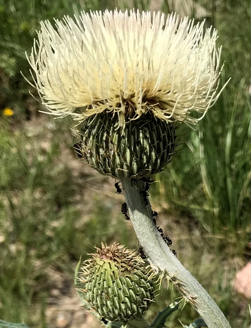 Prairie Thistle photo 2