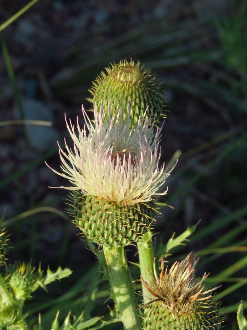Prairie Thistle photo 3