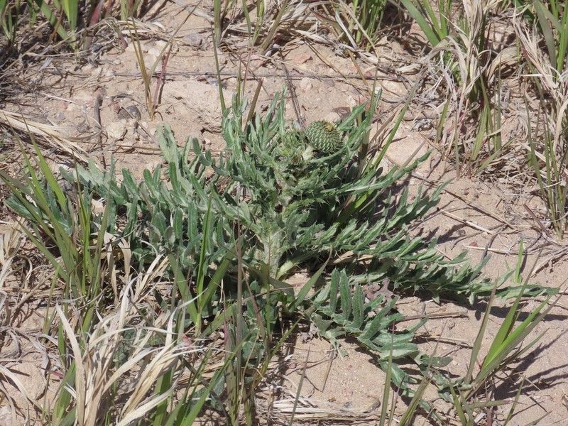 Prairie Thistle photo 4