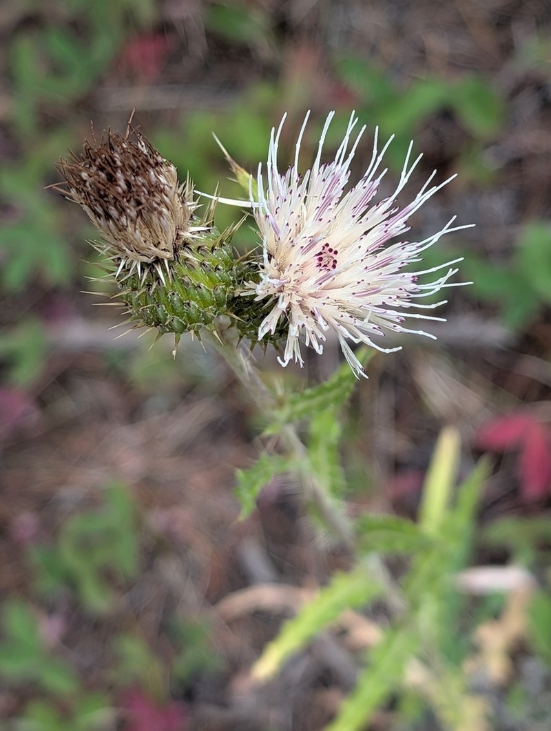 Prairie Thistle photo 5