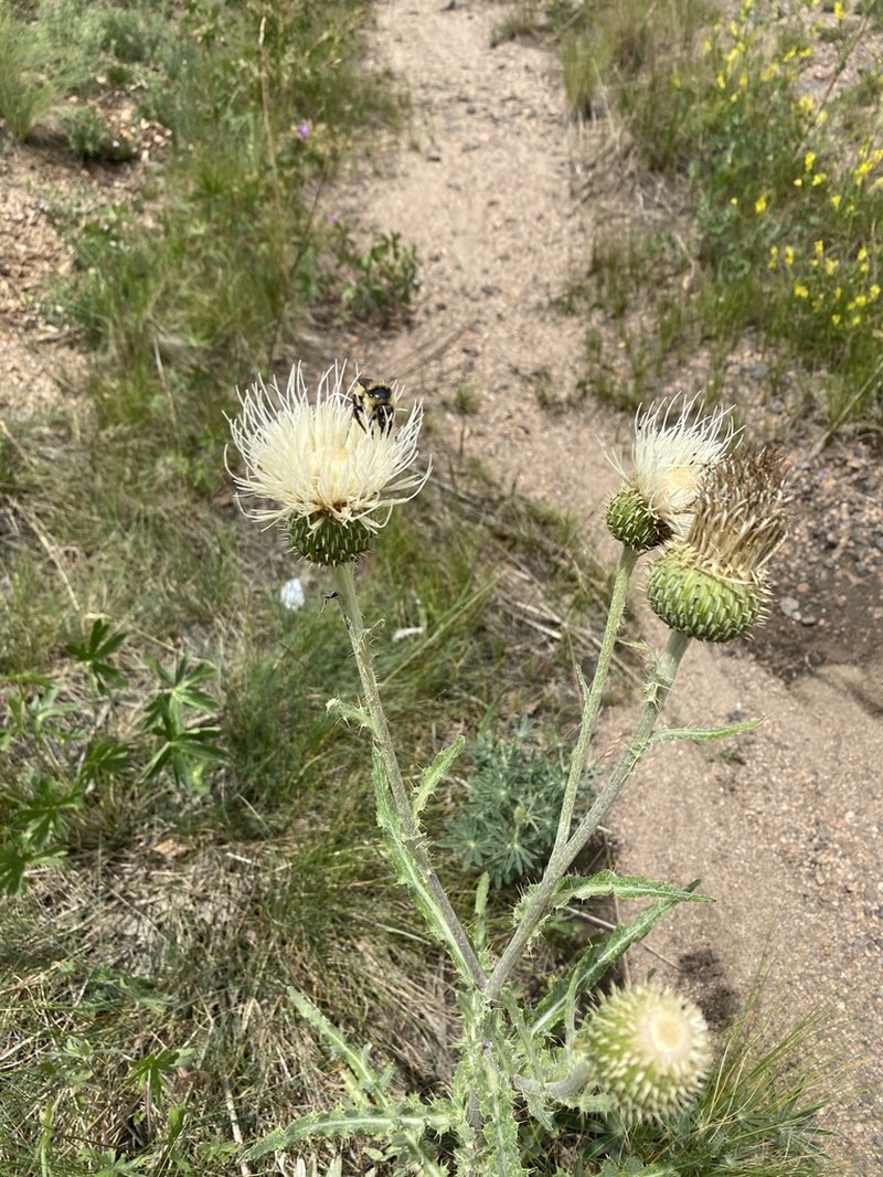 Prairie Thistle photo 6