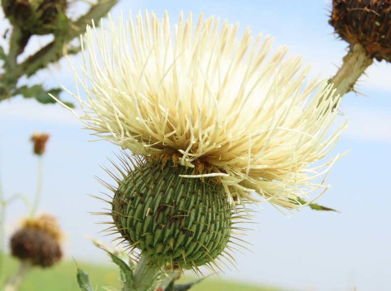 Prairie Thistle photo 7