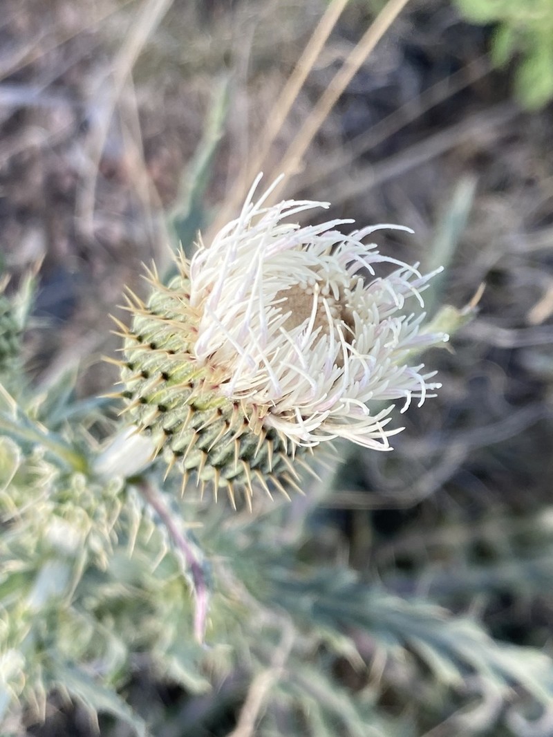 Prairie Thistle photo 8