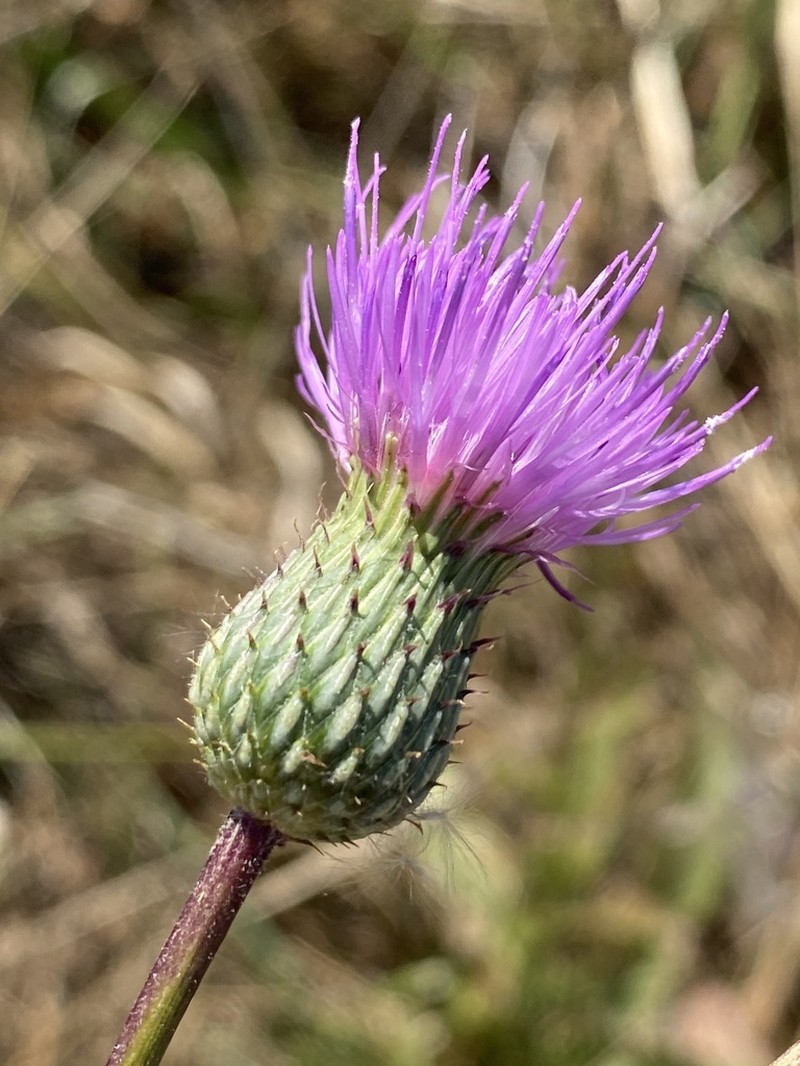 Queen Anne's Thistle