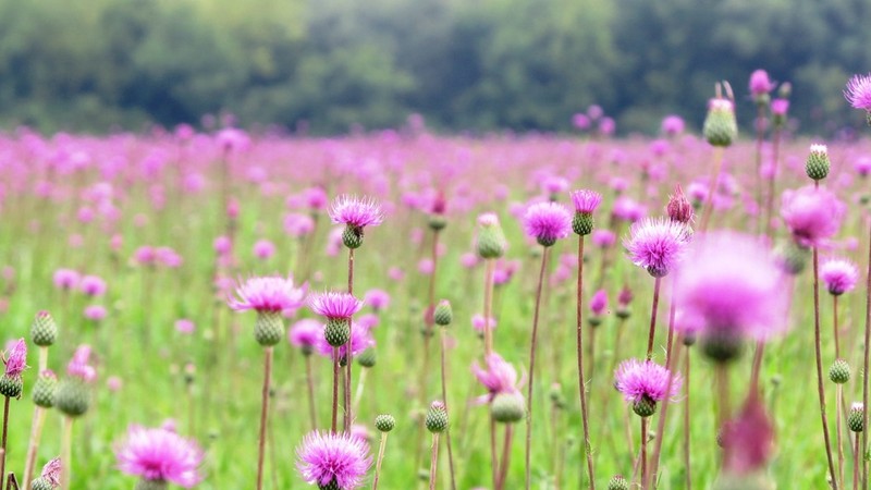 Queen Anne's Thistle photo 2