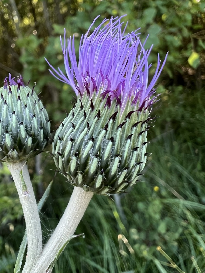 Queen Anne's Thistle photo 4