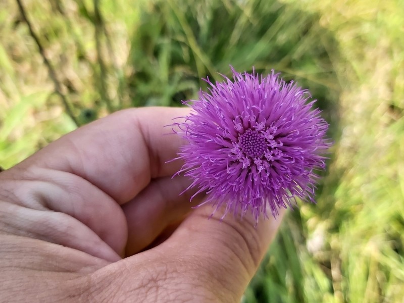 Queen Anne's Thistle photo 5