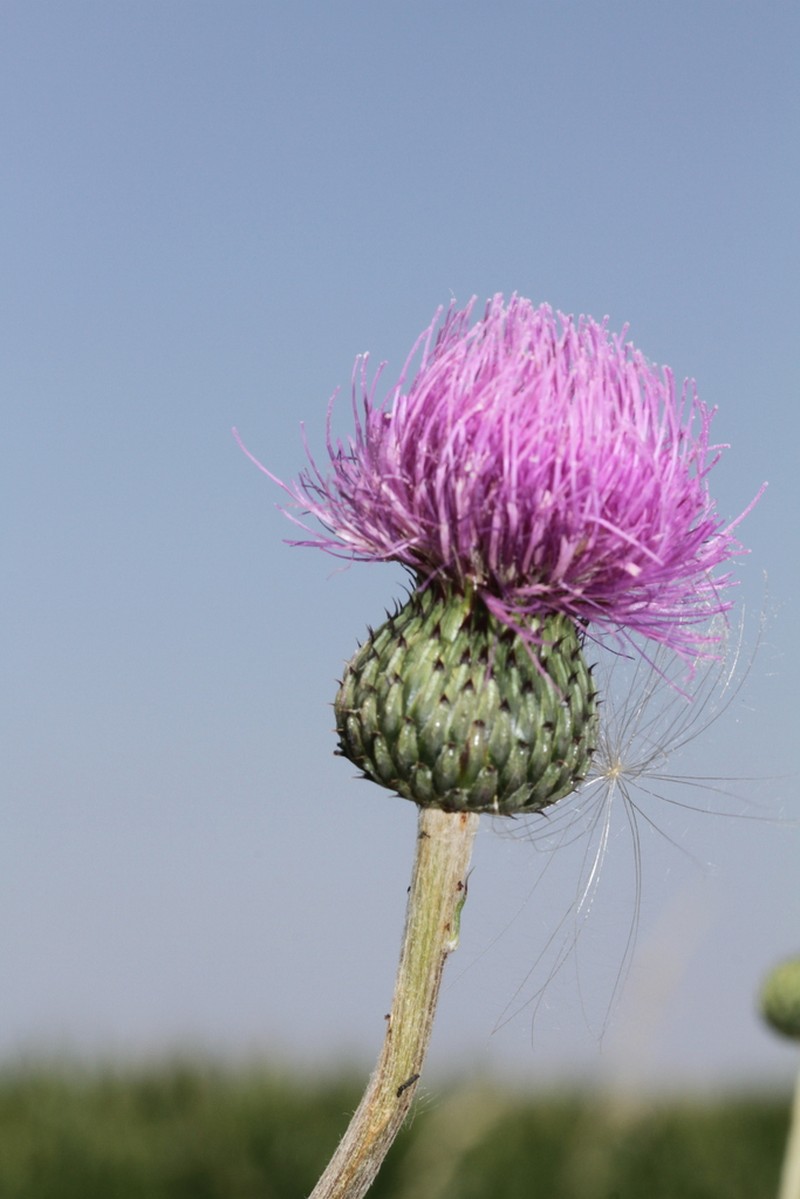 Queen Anne's Thistle photo 6