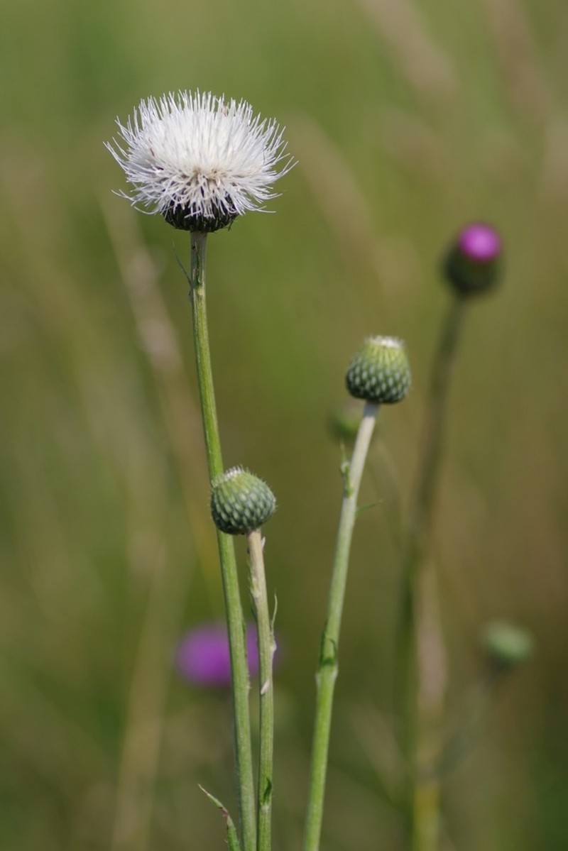 Queen Anne's Thistle photo 7