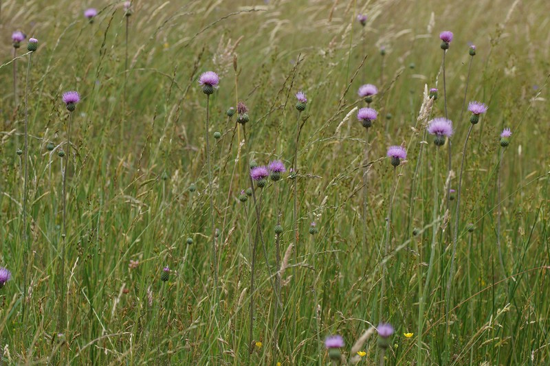 Queen Anne's Thistle photo 8