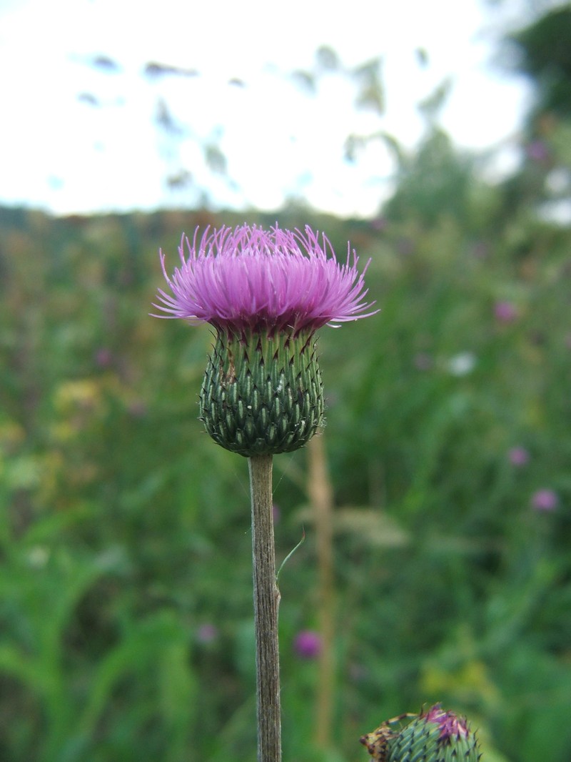 Queen Anne's Thistle photo 2
