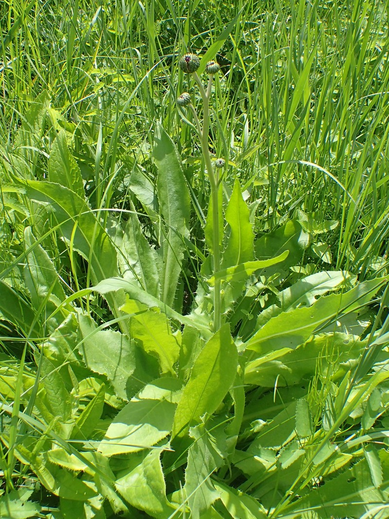 Queen Anne's Thistle photo 3