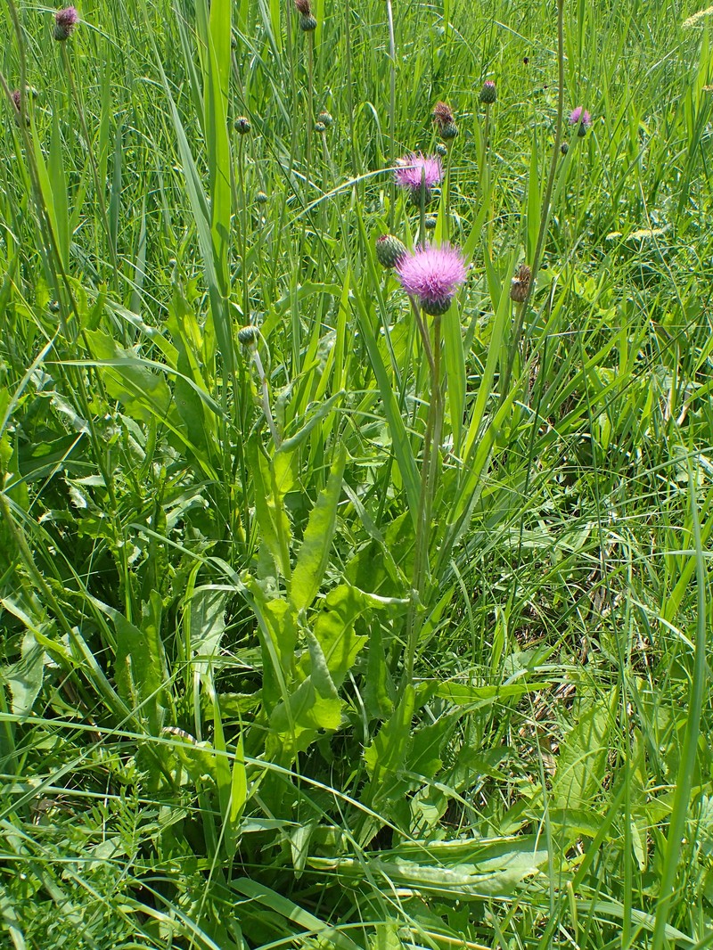 Queen Anne's Thistle