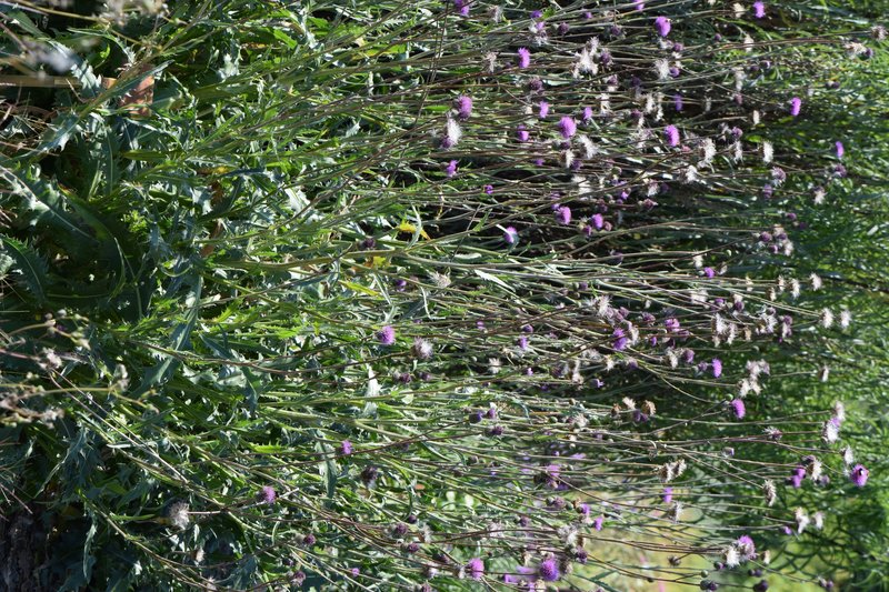 Queen Anne's Thistle photo 4