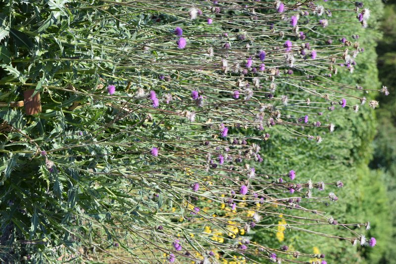 Queen Anne's Thistle photo 5