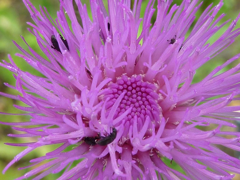 Queen Anne's Thistle photo 7