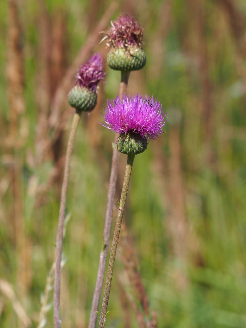 Queen Anne's Thistle photo 8