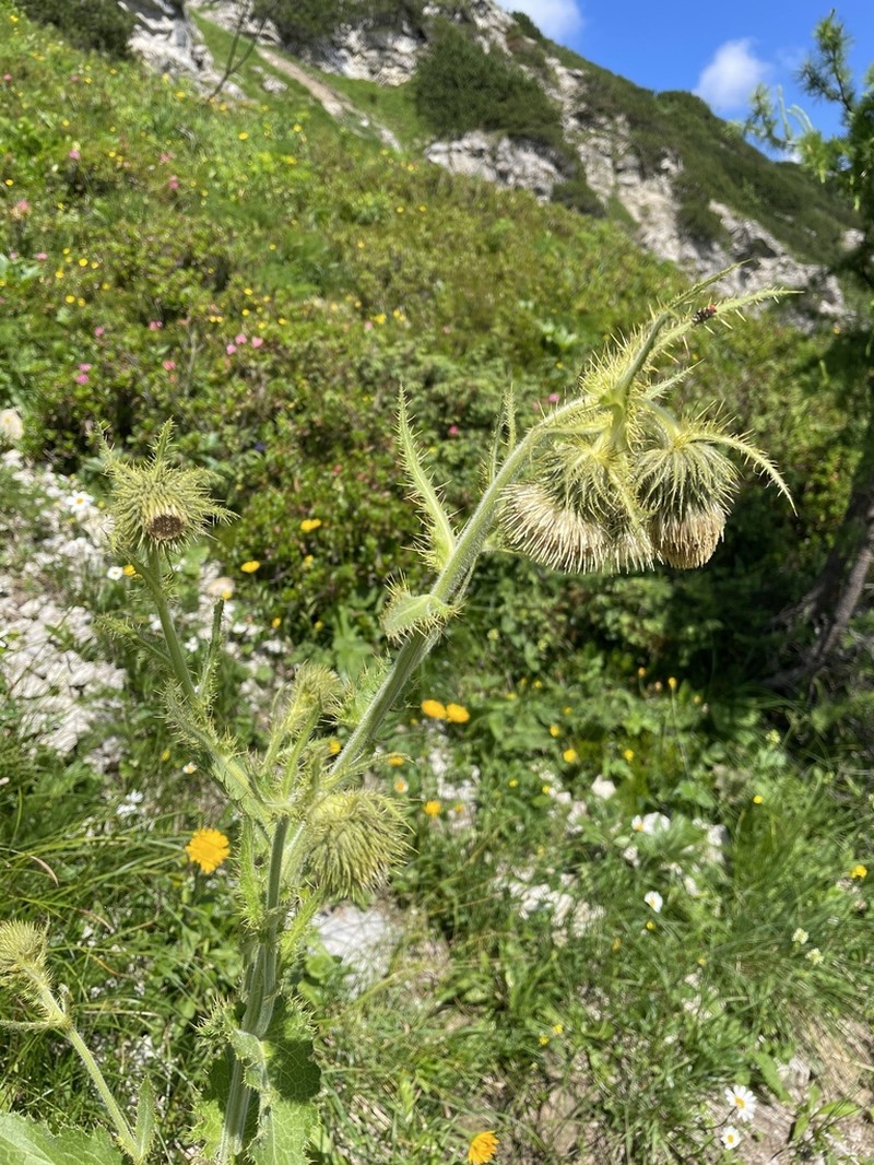 Cirsium carniolicum