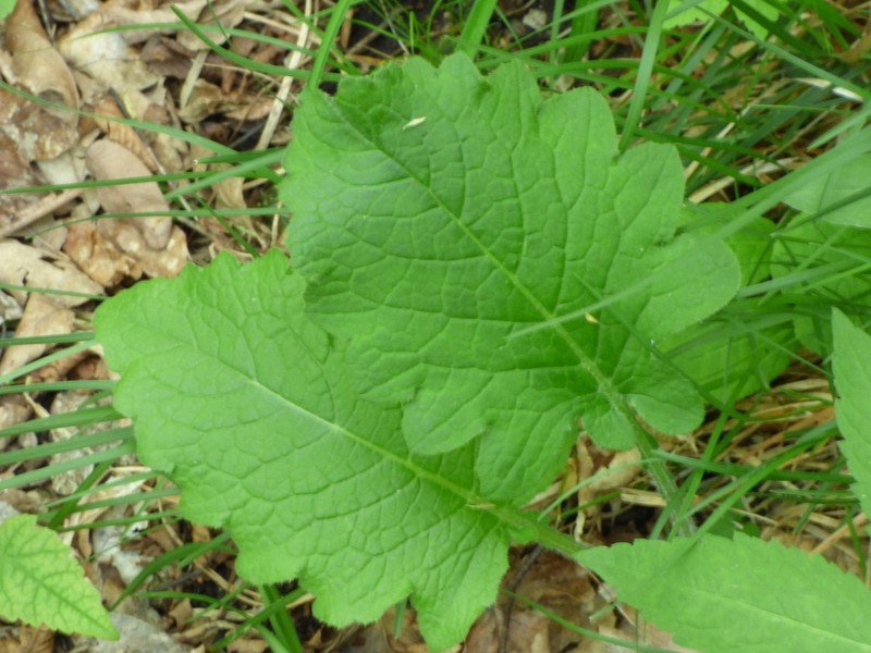 Cirsium carniolicum photo 2