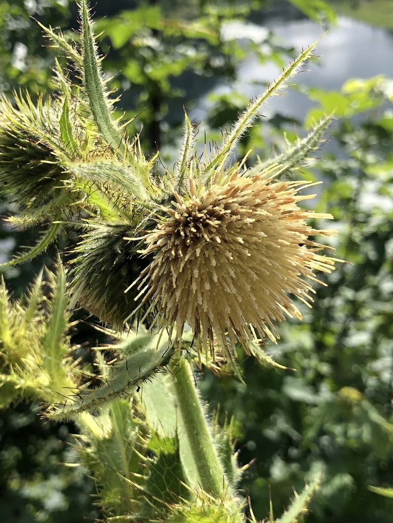 Cirsium carniolicum photo 3