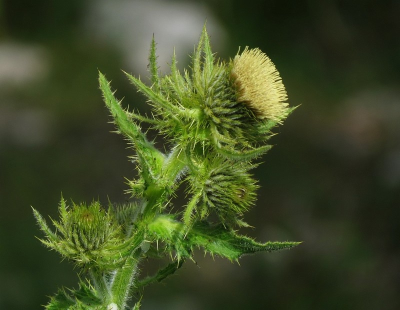 Cirsium carniolicum photo 4