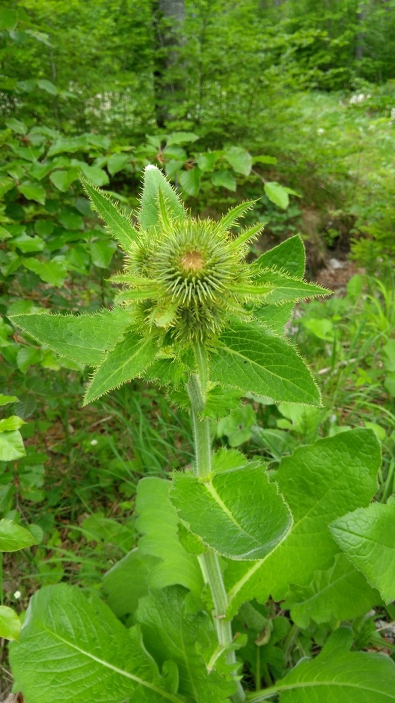 Cirsium carniolicum photo 5