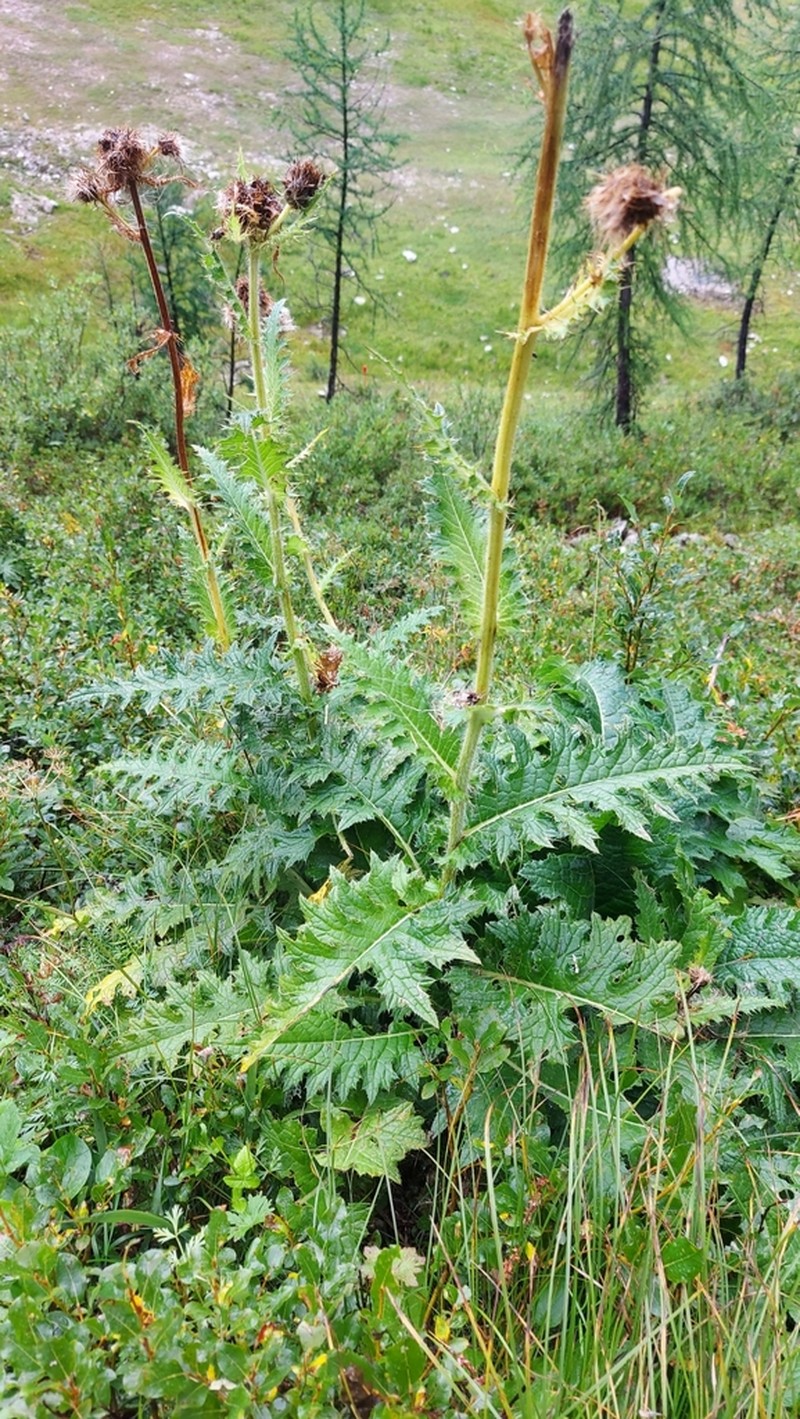 Cirsium carniolicum photo 6