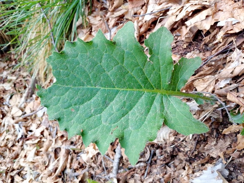 Cirsium carniolicum photo 7
