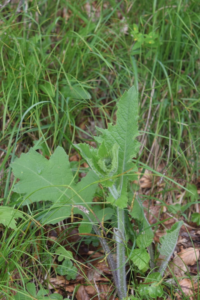 Cirsium carniolicum photo 8