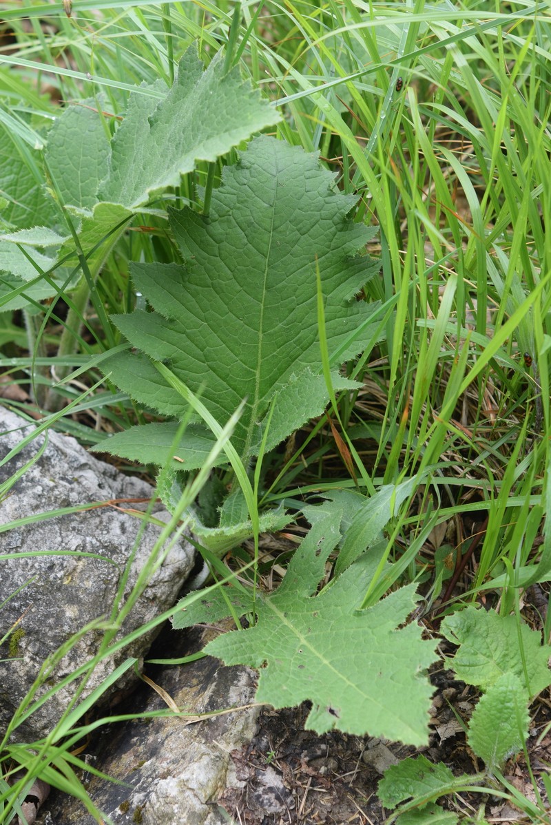 Cirsium carniolicum subsp. carniolicum